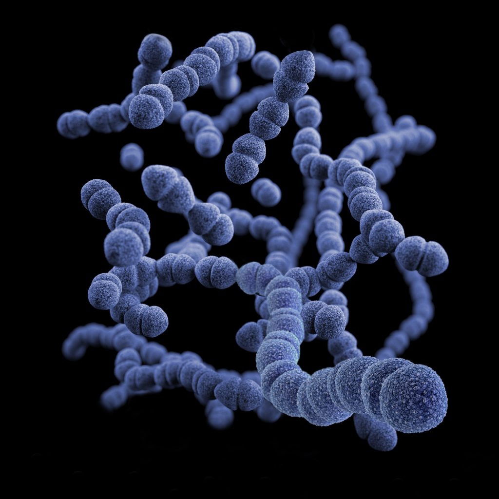 This illustration depicted a three-dimensional (3D), computer-generated image, of a group of Gram-positive, Streptococcus pneumoniae bacteria. The artistic recreation was based upon scanning electron microscopic (SEM) imagery. Photo by CDC on Unsplash